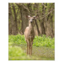 Recherche de butin art Faune