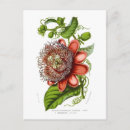 Suche nach passionsblume postkarten Botanisch