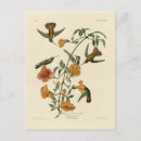 Recherche de mangue cartes postales Illustration