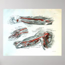 Suche nach vintage anatomie poster Medizinisch