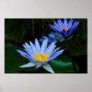 Recherche de waterlily posters Flowers