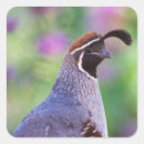 Recherche de cailles autocollants Nature
