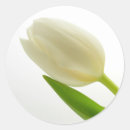 Suche nach weiße tulpen aufkleber Natur