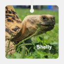 Recherche de tortue sulcata maison deco Reptile