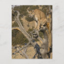 Recherche de puma cartes postales Chat sauvage