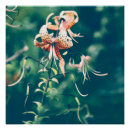 Recherche de tigres posters Fleurs