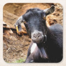 Suche nach ziegen untersetzer Landwirtschaftliche betriebe