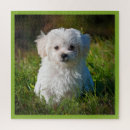 Suche nach maltesischer welpe puzzle Maltese