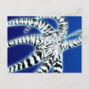 Recherche de poulpes cartes postales Animaux