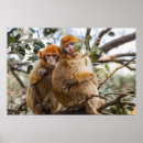Suche nach zwei affen poster Spaß