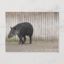 Recherche de tapis cartes postales Tapir