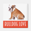 Suche nach englische bulldogge magnete Welpe