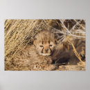 Recherche de jubatus posters Chat