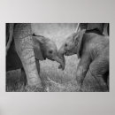Recherche de éléphants africains posters Afrique du kenya