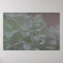 Recherche de hortensia art Rose