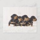 Suche nach mini hund postkarten Tier