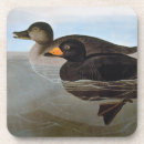 Suche nach john james audubon untersetzer Entengrafik