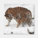 Suche nach schöner tiger magnete Tier