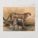 Recherche de zoologique cartes postales Faune