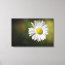 Recherche de fleur de marguerite toiles Nature