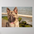 Suche nach german shepherd poster Pets