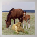 Suche nach spore poster Pferd