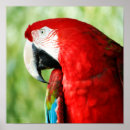 Suche nach ara poster Vogel