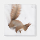 Suche nach rotes eichhörnchen magnete Wild