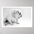 Recherche de tauromachie posters Taureau blanc