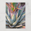 Recherche de agaves cartes postales Plante