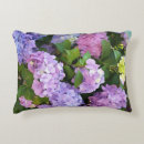 Recherche de hortensias coussins Pourpre