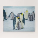 Recherche de pingouin bébé puzzles Jeune animal