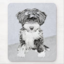 Recherche de tibétain tapis souris Chiot