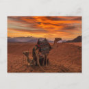 Suche nach bactrian kamel Sandsand