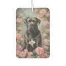 Suche nach cane corso haustier wohnen zuhause Italienischer mastiff