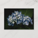 Recherche de hortensias cartes visite Photographie