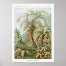 Recherche de coco posters Palme