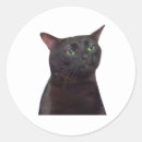 Suche nach katze meme aufkleber Tier