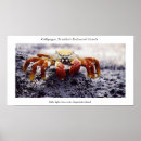 Suche nach sally poster Krabbe
