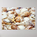 Recherche de coquillages posters Tropical