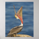Recherche de pelican posters Debout