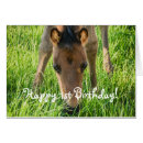 Recherche de poulain photographie Chevaux