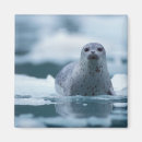 Suche nach seehund magnete Alaska