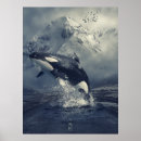 Suche nach killer whale poster Ozeane