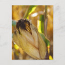 Recherche de abondance cartes postales Agriculture