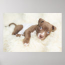 Suche nach pit bull poster Niedlich