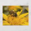 Recherche de abeilles cartes postales Botanique