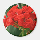 Recherche de géranium rouge Botanique