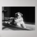 Recherche de st bernard posters Vintage