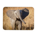 Recherche de savane magnets Éléphant